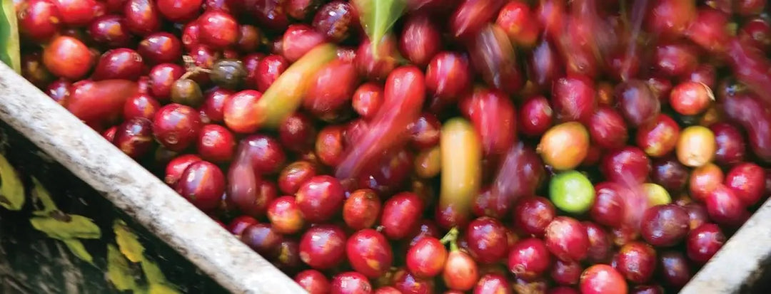 Basket of Cherries