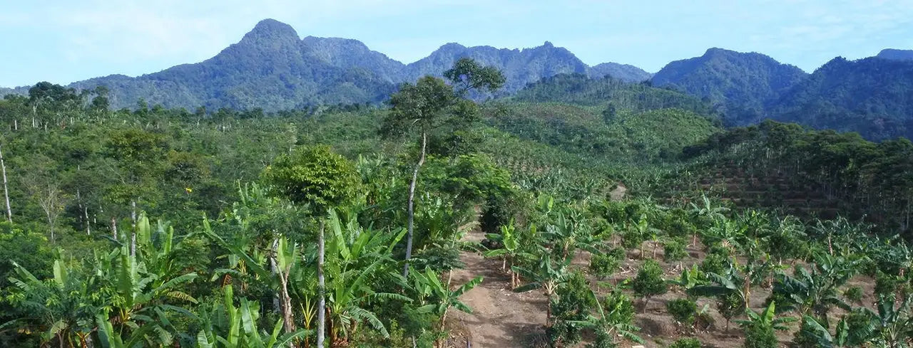 Coffee Cherry Field
