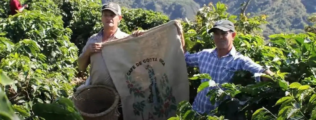 2 Coffee Bean Workers in the Field