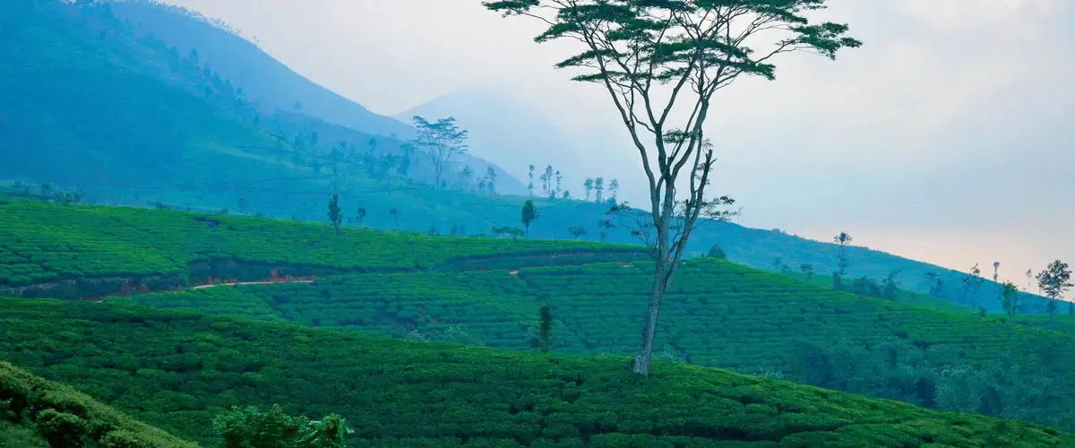 Tea Sourcing Plantation Tree Landscape